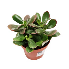 House Plant - Jade Plant - Ovata - 8 cm Pot size - Below 10 cm Tall - Crassula Ovata - Indoor Plant
