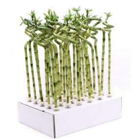 House Plant - Lucky Bamboo - Individual Stem - Spiral - Short Pot size - 40-50 cm Tall - Dracaena Sanderiana - Indoor Plant