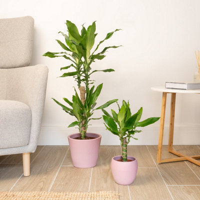 House Plant - Madagascar Dragon Tree - 17 cm Pot size - 70-90 cm Tall -  Dracaena Fragrans Steudneri - Indoor Plant