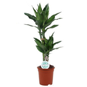 House Plant - Madagascar Dragon Tree - 17 cm Pot size - 70-90 cm Tall - Dracaena Fragrans Steudneri - Indoor Plant