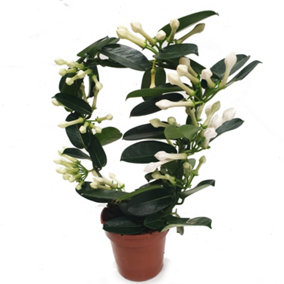 House Plant - Madagascar Jasmine - 12 cm (Not In Flower) Pot size - 20-30 cm Tall - Stephanotis Floribunda - Indoor Plant