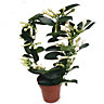 House Plant - Madagascar Jasmine - 12 cm (Not In Flower) Pot size - Stephanotis Floribunda - Indoor Plant
