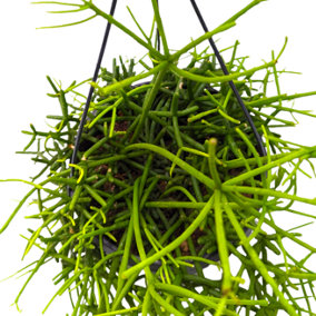 House Plant - Mistletoe Cactus - 17 cm Pot size - 30-40 cm Tall - Rhipsalis Heteroclada - Indoor Plant