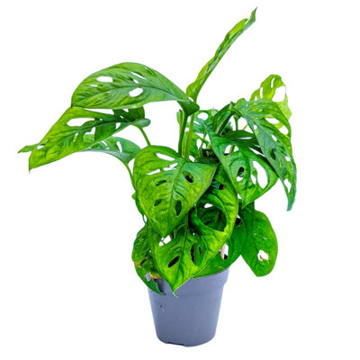 Monstera Monkey Mask – Bakker.com