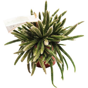 House Plant - Mousetail Cactus - Horrida - 5 cm Pot size - 10-20 cm Tall - Rhipsalis Horrida - Indoor Plant
