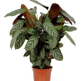 House Plant - Never Never Plant - Compact Star - 17 cm Pot size - 50-70 cm Tall - Ctenanthe - Indoor Plant