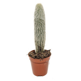 House Plant - Old Man Cactus - 5 cm Pot size - Below 10 cm Tall - Austrocephalocereus Dybowskii - Indoor Plant