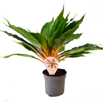 rhododendron star style Rhododendron