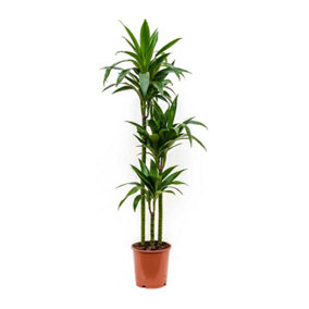 House Plant - Palm - Janet Craig - 17 cm Pot size - 70-90 cm Tall - Dracaena Fragrans Janet Craig - Indoor Plant