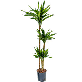 House Plant - Palm - Riki - Hard To Find - 27 cm Pot size - 130-150 cm Tall - Dracaena Fragrans  - Indoor Plant