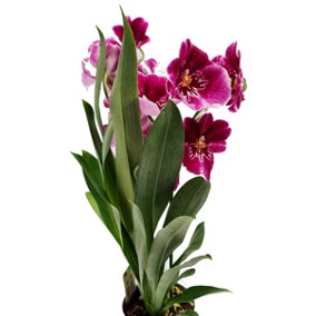 House Plant - Pansy Orchid - 12 cm Pot size - 30-40 cm Tall - Surprise Miltoniopsis  - Indoor Plant