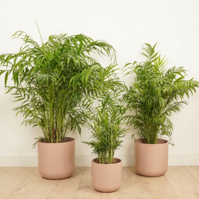 House Plant - Parlour Palm - 12 cm Pot size - 30-40 cm Tall - Chamaedorea  Elegans - Indoor Plant