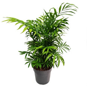 House Plant - Parlour Palm - 17 cm Pot size - 50-70 cm Tall - Chamaedorea Elegans - Indoor Plant