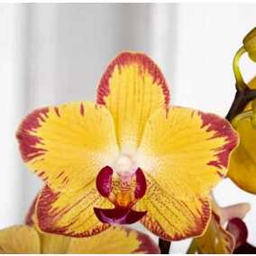 House Plant - Phalaenopsis Orchid - Papagayo - 12 cm Pot size - 50-70 cm Tall - Orchidaceae Phalaenopsis - Indoor Plant