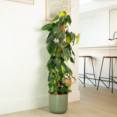 House Plant - Philo - Brasil - 12 cm Pot size - 10-20 cm Tall - Philodendron  Scandens - Indoor Plant