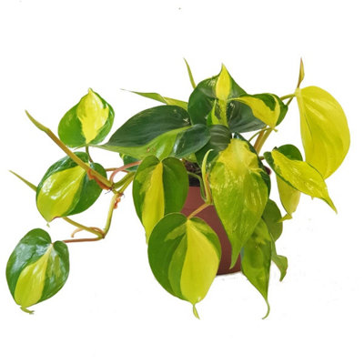 House Plant - Philo - Brasil - 12 cm Pot size - 10-20 cm Tall - Philodendron  Scandens - Indoor Plant