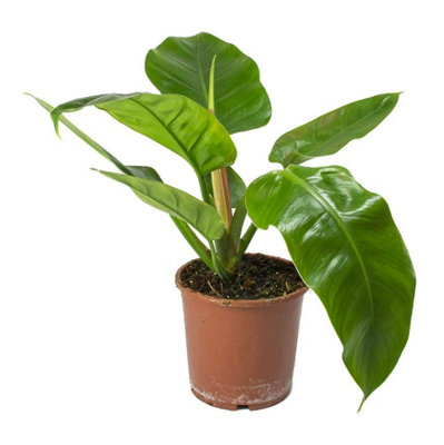 House Plant - Philo - Imperial Green - 14 cm Pot size - 30-40 cm Tall - Philodendron Erubescens - Indoor Plant