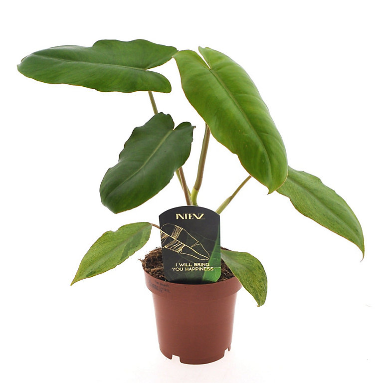 House Plant - Philo - Paraiso Verde - 12 cm Pot size - 40-50 cm Tall -  Philodendron Subhastatum - Indoor Plant | DIY at B&Q