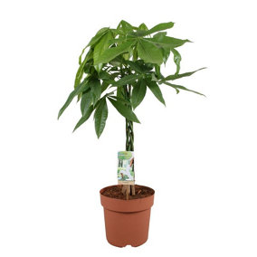 House Plant - Plaited Money Tree - 17 cm Pot size - 50-70 cm Tall - Pachira Aquatica - Indoor Plant