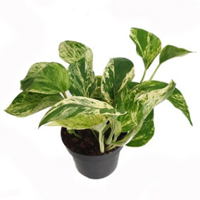 House Plant - Pothos - Marble Queen - 15 cm (Free Pot Hanger) Pot size - 30-40 cm Tall - Epipremnum Pinnatum - Indoor Plant