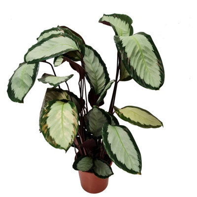 House Plant - Prayer Plant - Argentea - 17 cm Pot size - 50-70 cm Tall