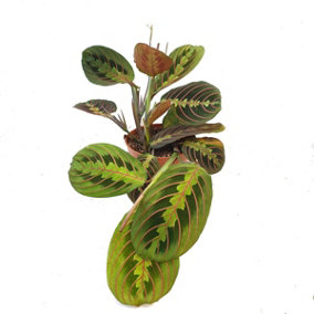 House Plant - Prayer Plant - Fascinator - 12 cm Pot size - 20-30 cm Tall - Maranta leuconeura - Indoor Plant