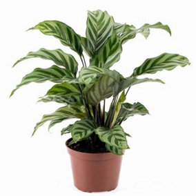House Plant - Prayer Plant - Freddie - 11 cm Pot size - 20-30 cm Tall - Calathea Marantaceae - Indoor Plant