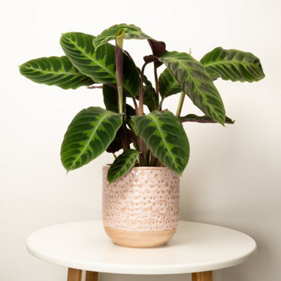 House Plant - Prayer Plant - Jungle Velvet - Hard To Find - 14 cm Pot size  - 30-40 cm Tall - Calathea Warscewiczii - Indoor Plant