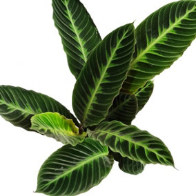 House Plant - Prayer Plant - Jungle Velvet - Hard To Find - 14 cm Pot size - 30-40 cm Tall - Calathea Warscewiczii - Indoor Plant