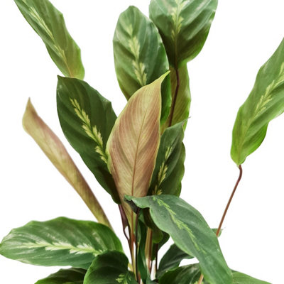 House Plant - Prayer Plant - Maui Queen - 17 cm Pot size - 40-50 cm Tall - Calathea  Louisae -