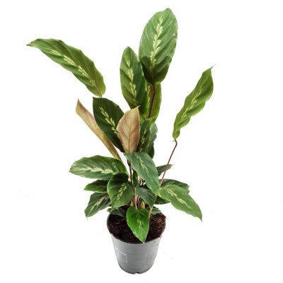 drachenbaum kosten Dracaena Draco XL 220cm, kanarischer Drachenbaum – toskanagartenshop main image 1
