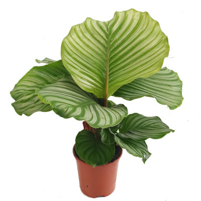 calathea standort pflege Tipps zur Pflege deiner Pflanze : Calathea orbifolia  PflanzenFuerAlle