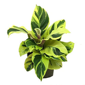 House Plant - Prayer Plant - Yellow Fusion - Rare Plant - 14 cm Pot size - 30-40 cm Tall - Calathea Marantaceae - Indoor Plant