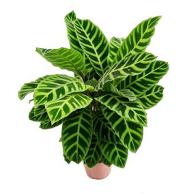 House Plant - Prayer Plant - Zebrina - 14 cm Pot size - 30-40 cm Tall - Calathea Marantaceae - Indoor Plant