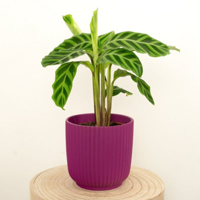 House Plant - Prayer Plant - Zebrina - 14 cm Pot size - 40-50 cm Tall ...