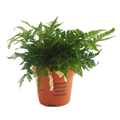 https://media.diy.com/is/image/KingfisherDigital/house-plant-rabbit-s-foot-fern-12-cm-pot-size-20-30-cm-tall-davallia-tyermanii-indoor-plant~5061018815319_01c_MP?$MOB_PREV$&$width=768&$height=768