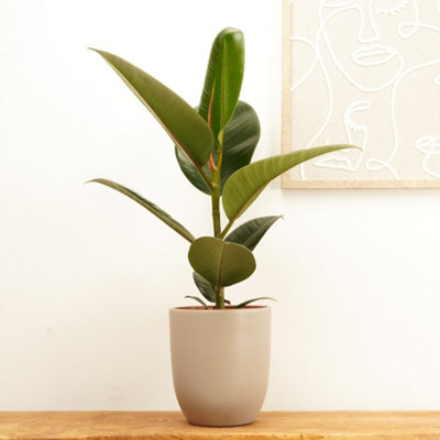 House Plant - Rubber Plant - Robusta - 17 cm Pot size - 50-70 cm Tall -  Ficus Elastica - Indoor Plant