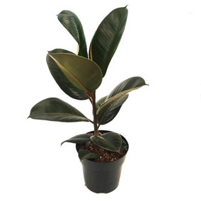 House Plant - Rubber Plant - Robusta - 17 cm Pot size - 50-70 cm Tall - Ficus Elastica - Indoor Plant