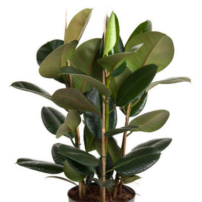 House Plant - Rubber Plant - Robusta - 17 cm Pot size - 50-70 cm Tall - Ficus  Elastica - Indoor