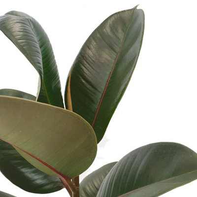 Rubber Plant — Plan A Plant