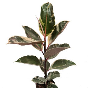 House Plant - Rubber Tree - Tineke - 17 cm Pot size - 50-70 cm Tall - Ficus Elastica - Indoor Plant
