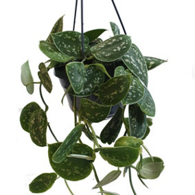 House Plant - Satin Pothos - 14 cm (Free Pot Hanger) Pot size - 30-40 cm Tall - Scindapsus Pictum Argyraeus - Indoor Plant