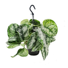 House Plant - Satin Silver Pothos - Trebie - 15 cm (Free Pot Hanger) Pot size - 30-40 cm Tall - Scindapsus Pictum - Indoor Plant