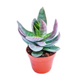 House Plant - Silver Dollar Plant - Lotus - 5 cm Pot size - Below 10 cm Tall - Crassula Garnet - Indoor Plant
