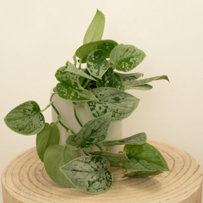pothos lifespan Large Pothos Pole