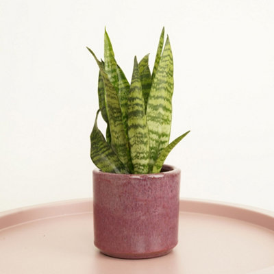 House Plant - Snake Plant - Black Coral - 7 cm Pot size - 10-20 cm Tall -  Sansevieria Trifasciata - Indoor Plant