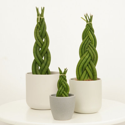 HOUSE PLANT - SNAKE PLANT - BRAIDED - 8 CM POT SIZE - 20-30 CM TALL -  SANSEVIERIA TRIFASCIATA - INDOOR PLANT