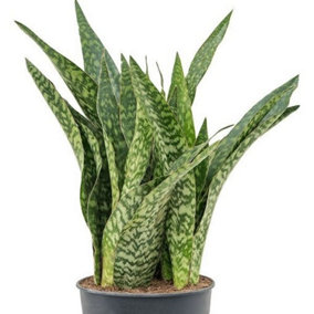 House Plant - Snake Plant - Dragon - Rare Find - 14 cm Pot size - 40-50 cm Tall - Sansevieria Aubrytniana - Indoor Plant