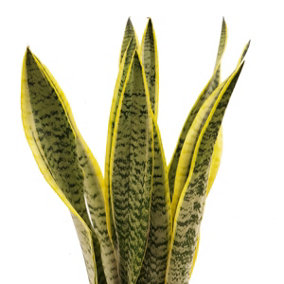 House Plant - Snake Plant - Laurentii - 17 cm Pot size - 50-70 cm Tall - Sansevieria Trifasciata - Indoor Plant