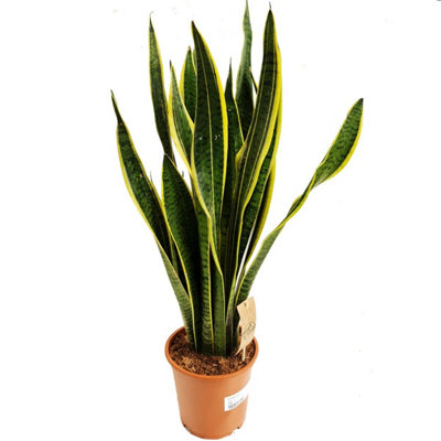 House Plant - Snake Plant - Laurentii - 17 cm Pot size - 50-70 cm Tall - Sansevieria Trifasciata - Indoor Plant